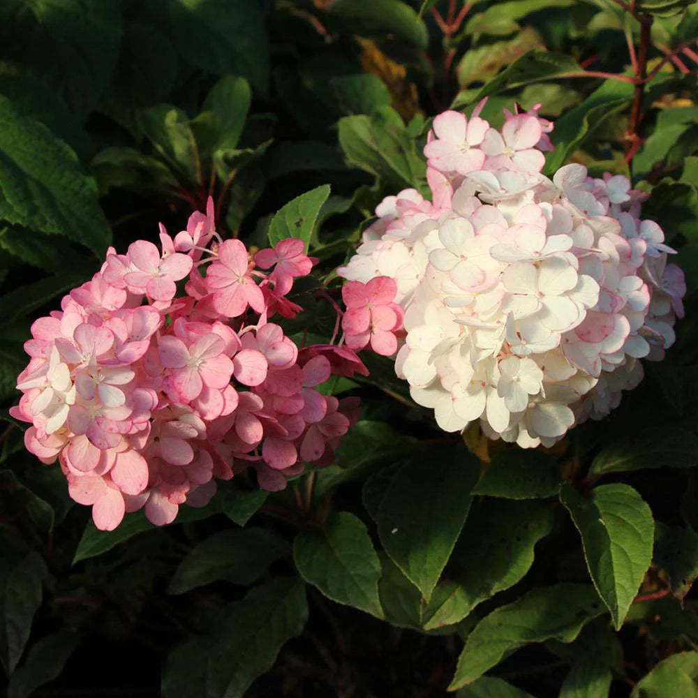 Vanilla Strawberry Hydrangea Tree S8517