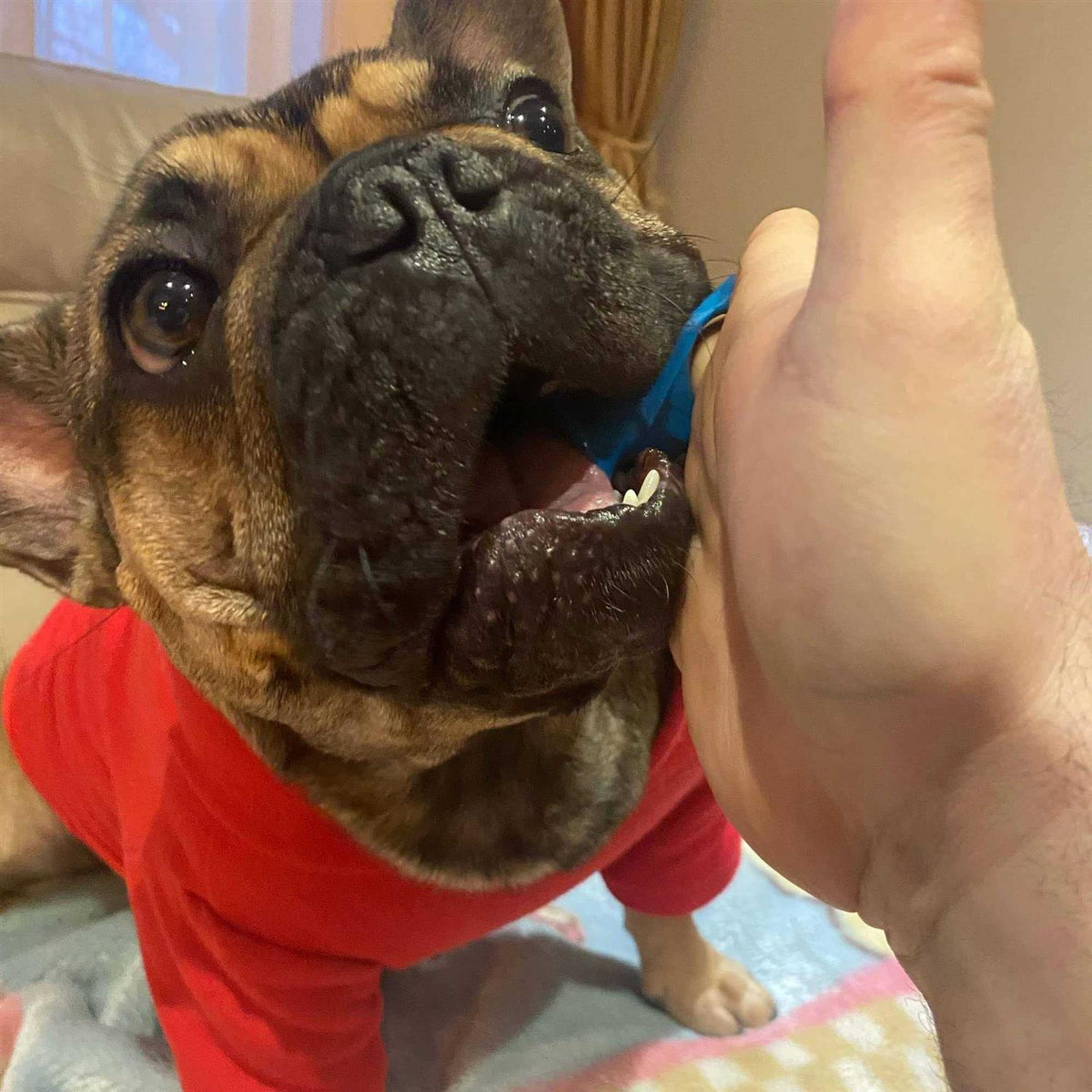 Pet Toothbrushing Aid E28123
