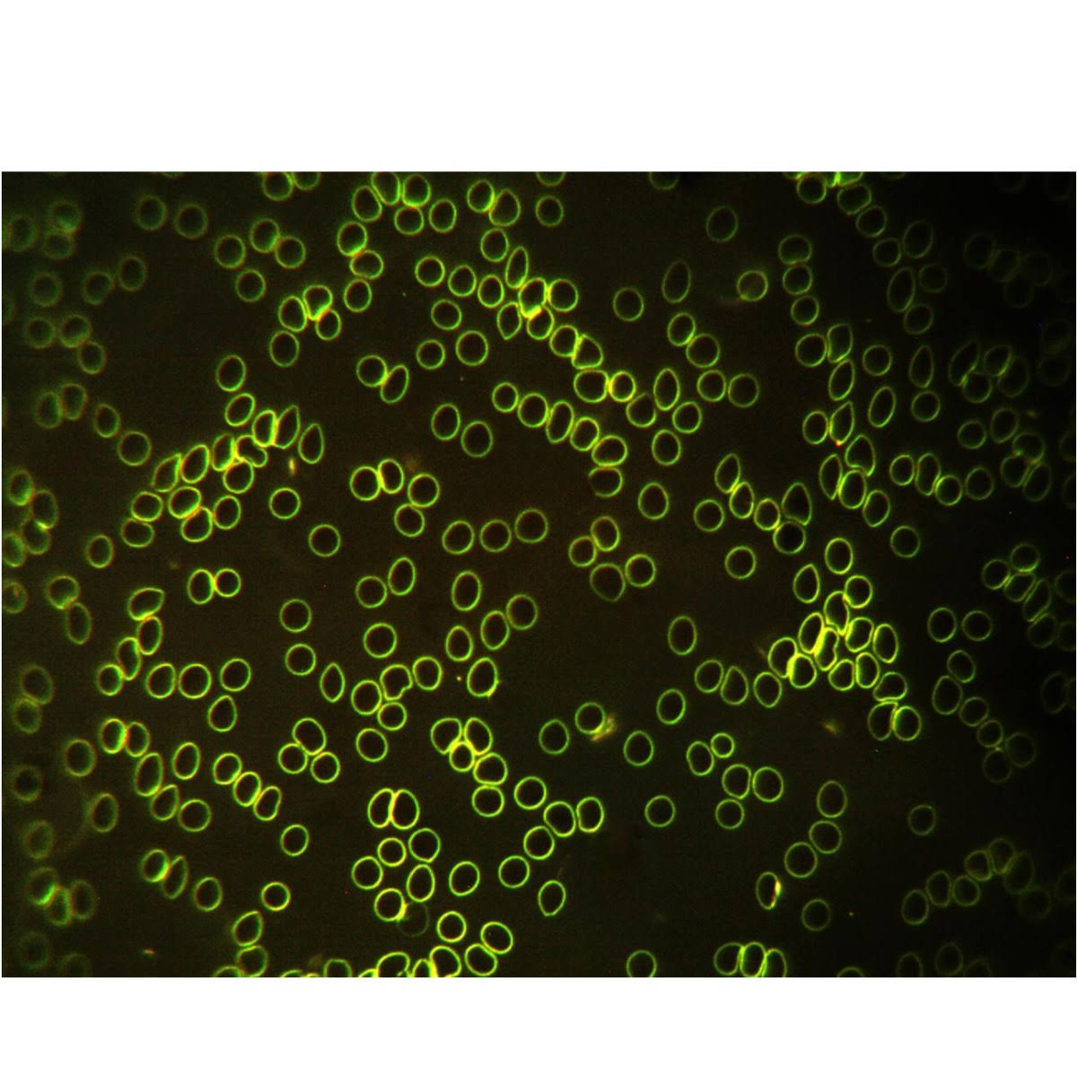 Trinocular Compound Biological Microscope with LED Light G354