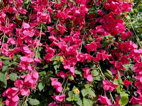 Fuchsia Artificial Silk Hanging Flowers Pack of 2 V83867