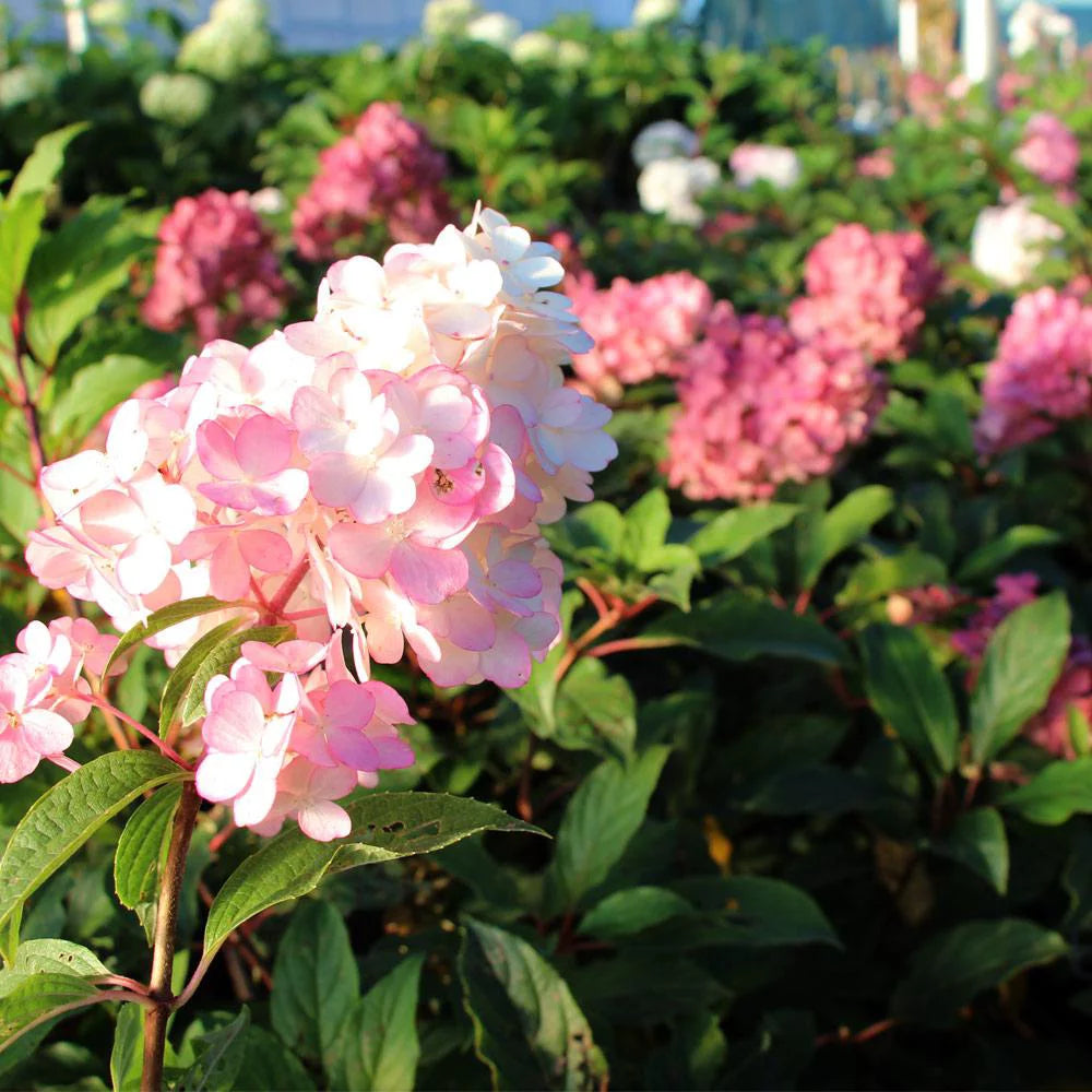 Vanilla Strawberry Hydrangea Tree S8517