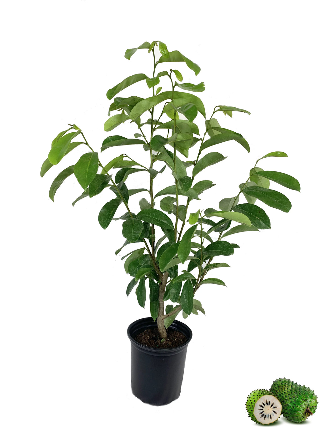 Live Tree in a 1 Gallon Pot 1-2 Feet Tall Tropical Edible Fruit Bearing Tree N21169