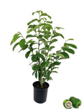 Live Tree in a 1 Gallon Pot 1-2 Feet Tall Tropical Edible Fruit Bearing Tree N21169