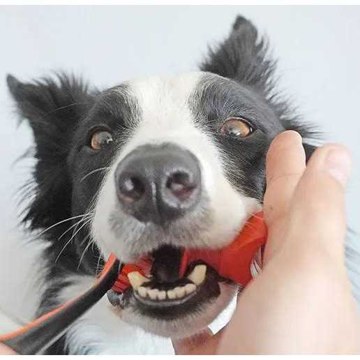 Pet Toothbrushing Aid E28123
