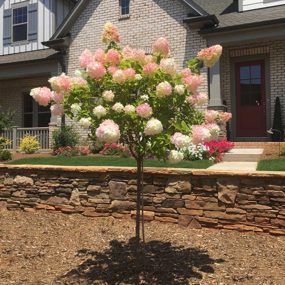 Vanilla Strawberry Hydrangea Tree S8517
