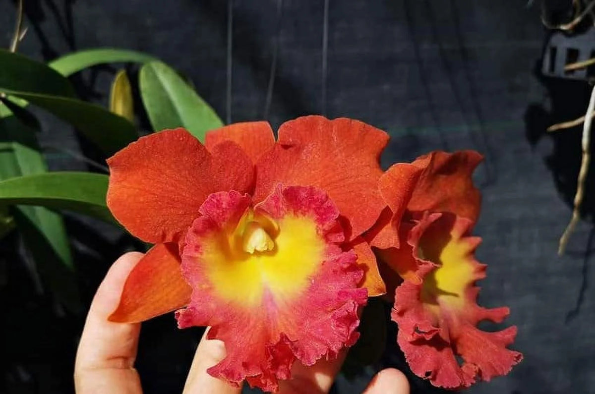 Fragrant Cattleya Orchid in 2" Pot F95035