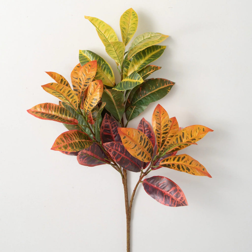 Multicolored Croton Foliage D91480