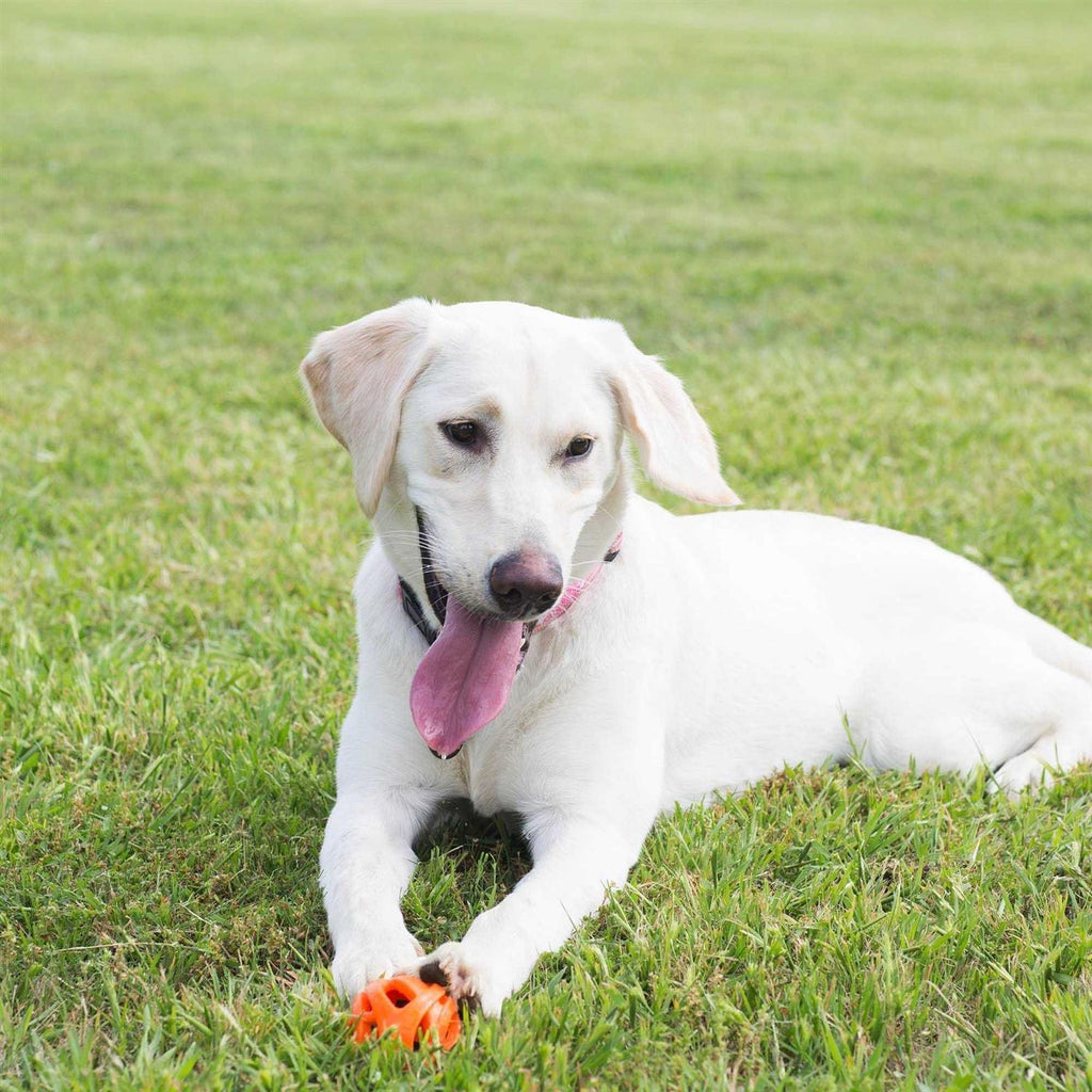 Breathe Right Fetch Ball L58018