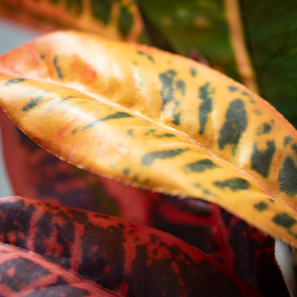 Multicolored Croton Foliage D91480