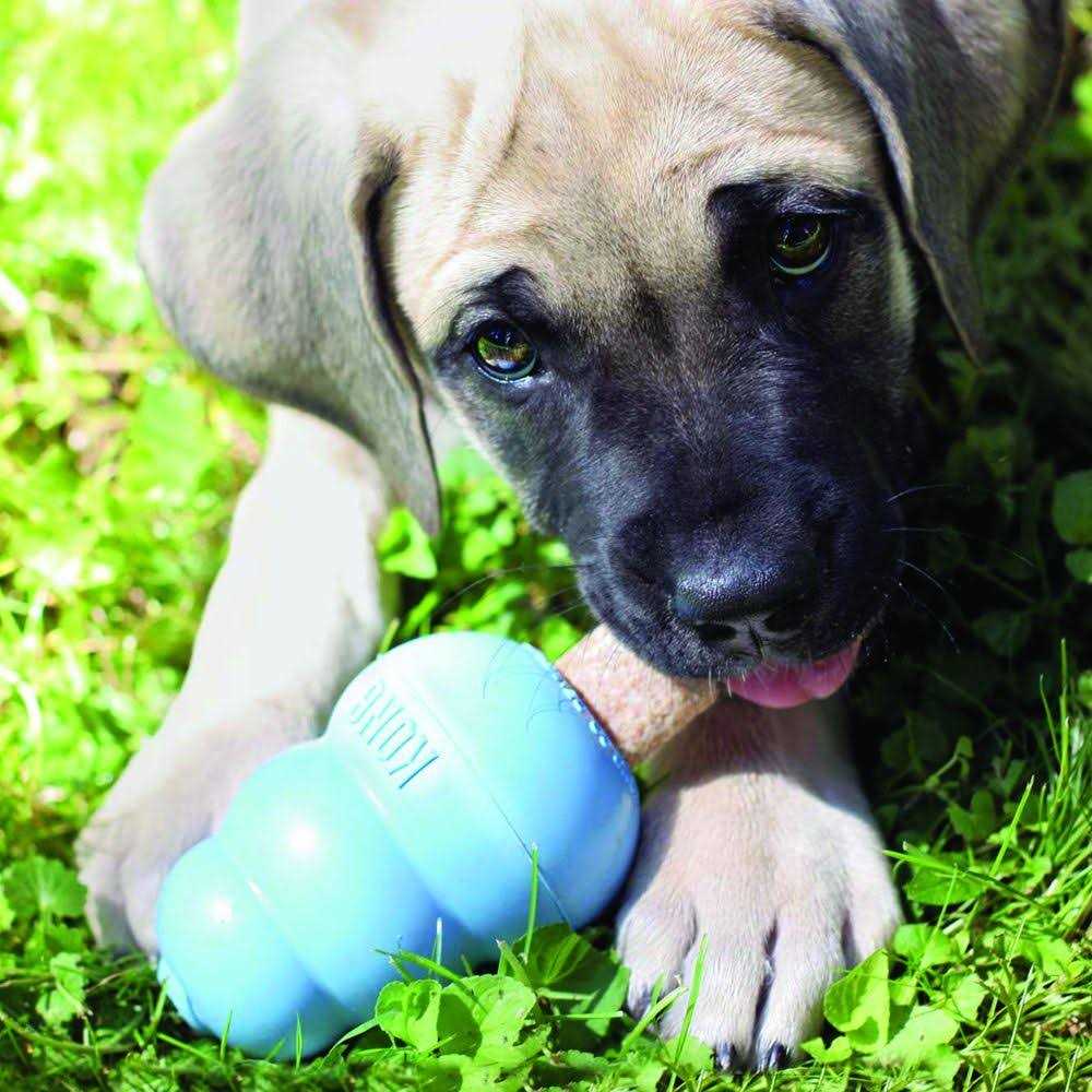 Pet Supplies N6177