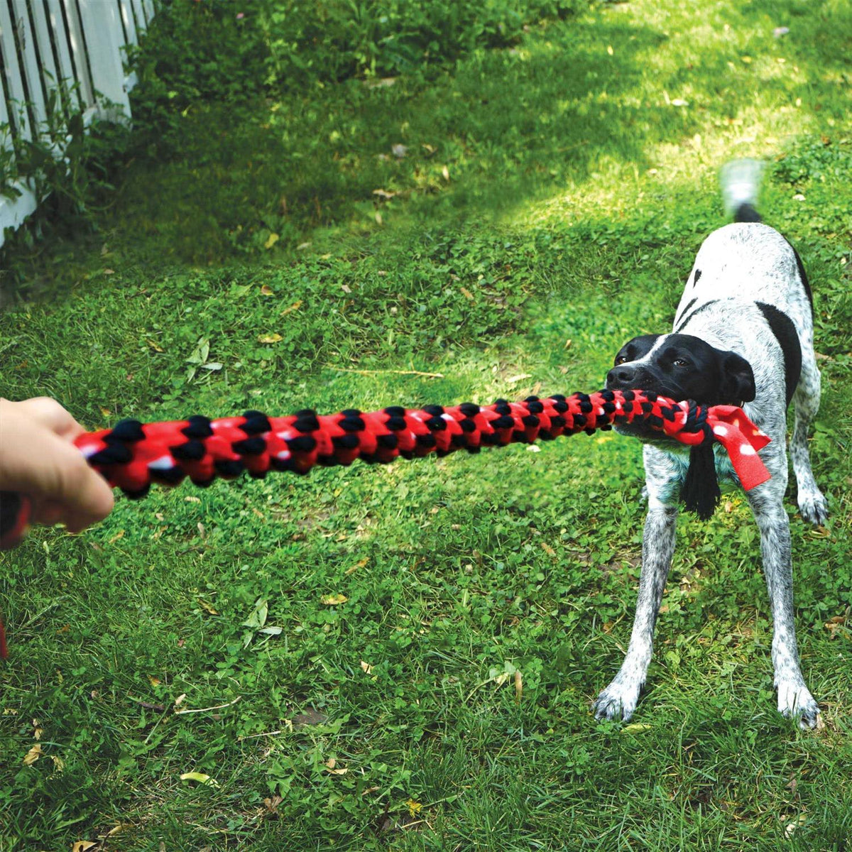 Rope Dog Toy O62124