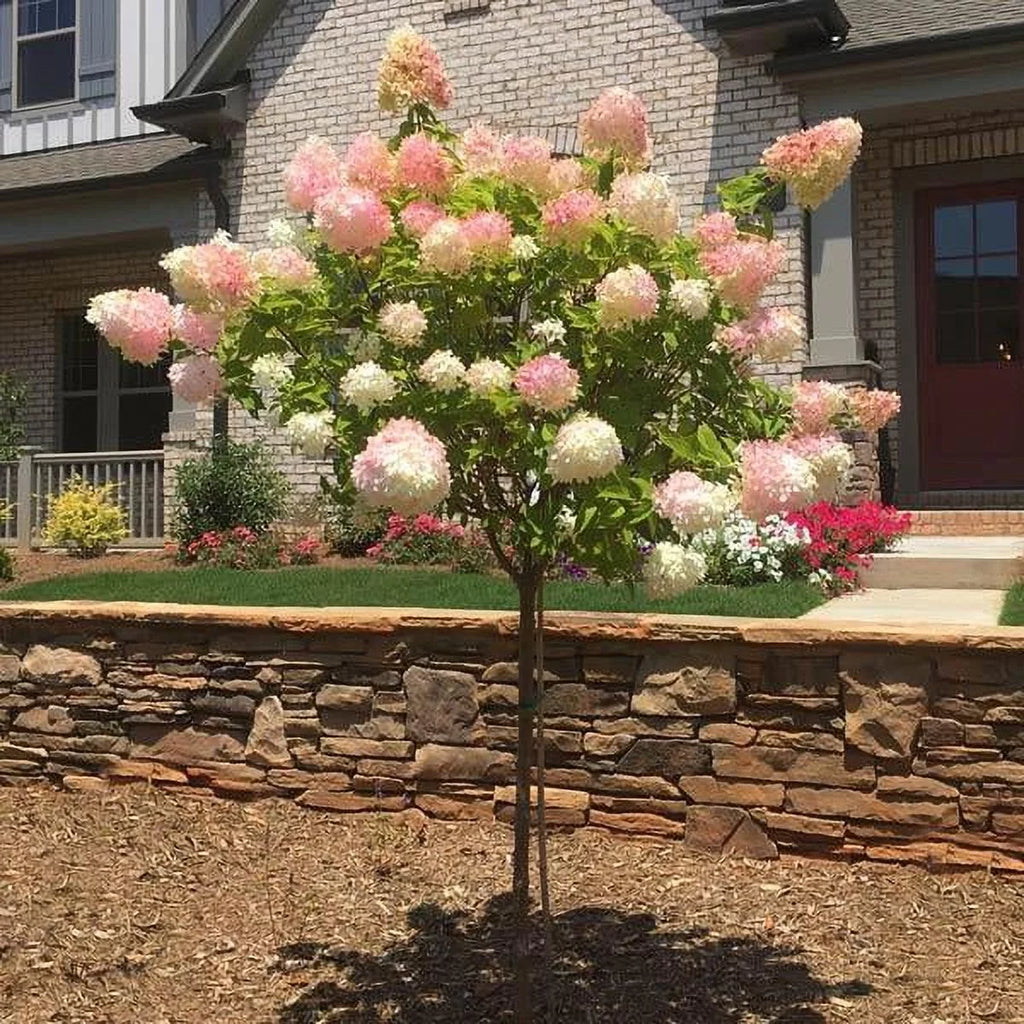 Vanilla Strawberry Hydrangea Tree S8517