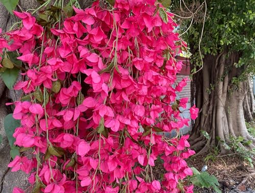 Fuchsia Artificial Silk Hanging Flowers Pack of 2 V83867