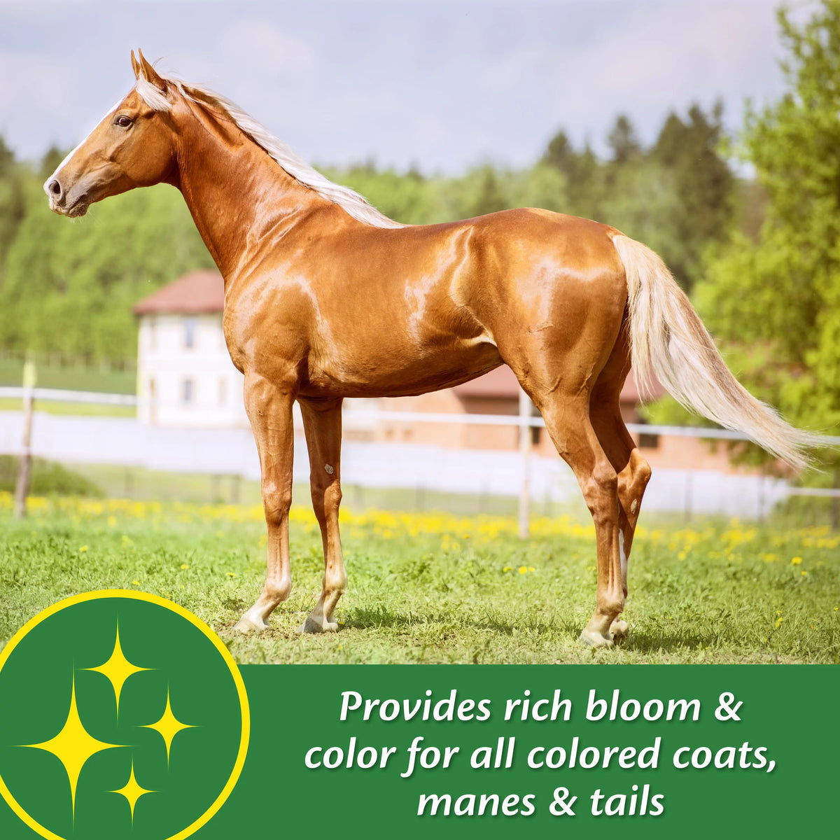 Horse Skin & Coat Supplement 5 Pound E97859